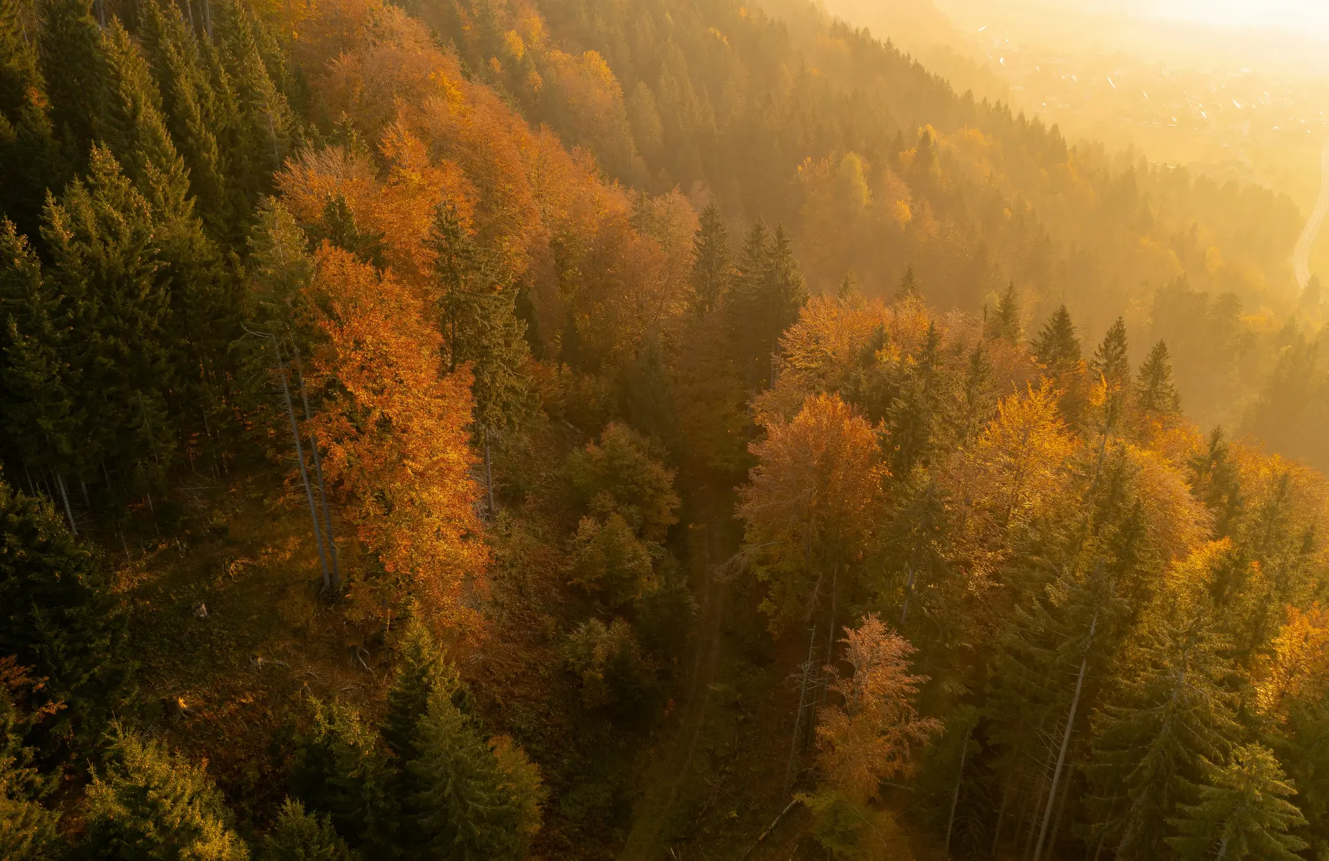 Herbstlicher Wald — AVAD-Auskunftsverfahren